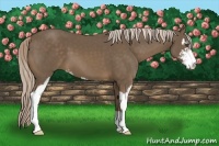 Horse Color:Chocolate Palomino Sabino 