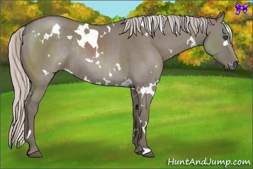 Horse Color:White Spotted Silver Grullo Frame Rabicano