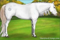 Horse Color:Buckskin Appaloosa 