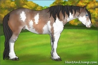 Horse Color:Bay Splash 