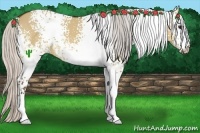 Horse Color:White Spotted Silver Bay Dun