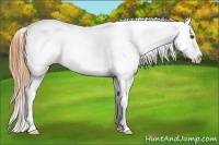 Horse Color:Buckskin Varnish 