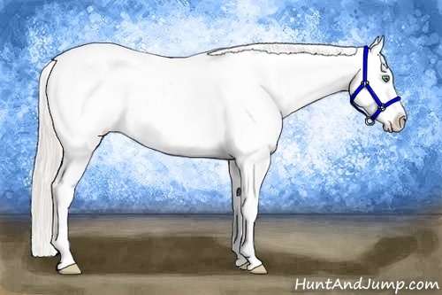 Horse Color:Silver Classic Cream Champagne Dun Appaloosa