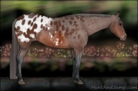 Horse Color:Bay Appaloosa 