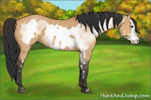 Horse Color:White Spotted Bay Dun Splash Frame