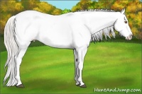 Horse Color:Silver Black Pearl Sabino Appaloosa 