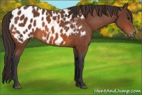 Horse Color:Bay Appaloosa 