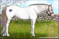 Horse Color:Chestnut Snowcap 