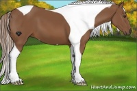 Horse Color:Chestnut Tobiano