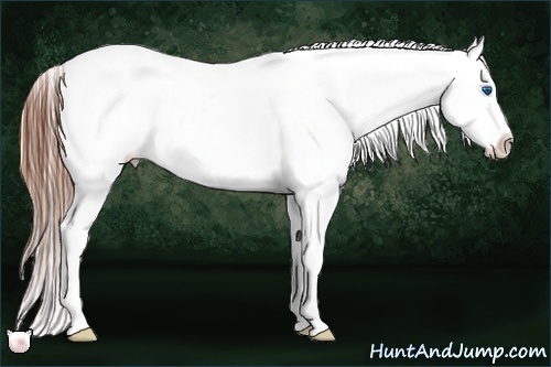 Horse Color:Bay Splash Tobiano Appaloosa 