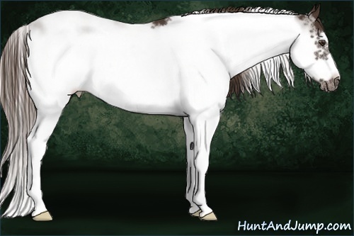 Horse Color:Liver Chestnut Sabino Frame 