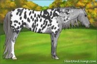 Horse Color:Black Appaloosa