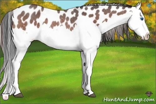 Horse Color:Brown Roan Splash Leopard Rabicano 
