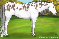 Horse Color:Brown Roan Splash Leopard Rabicano