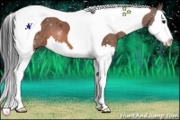 Horse Color:Bay Splash Tobiano