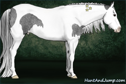 Horse Color:Blue Roan Splash Tobiano 