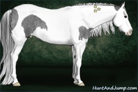 Horse Color:Blue Roan Splash Tobiano 