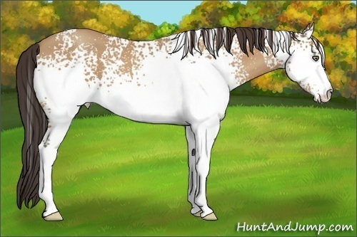 Horse Color:White Spotted Amber Champagne 