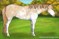 Horse Color:Gold Champagne Sabino 