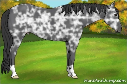 Horse Color:Black Ice 