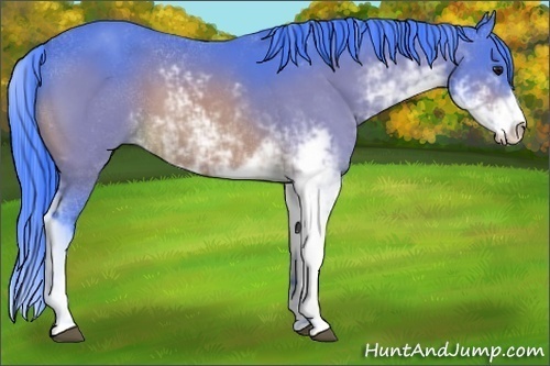 Horse Color:Watercolor Bay Sabino 
