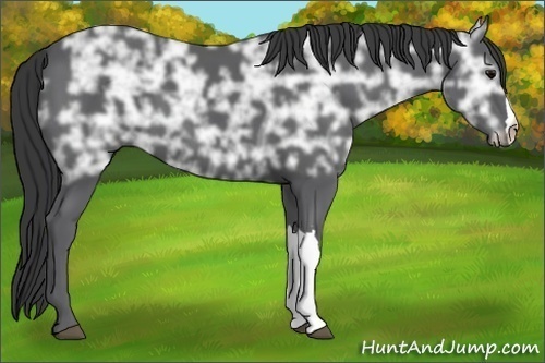 Horse Color:Black Ice 