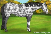 Horse Color:Black Ice 