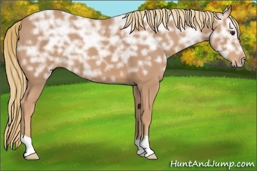 Horse Color:Chestnut Ice 