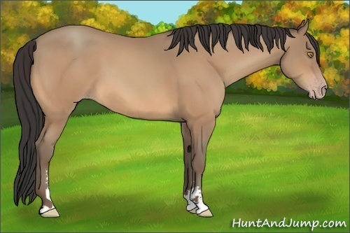 Horse Color:Amber Champagne Sabino