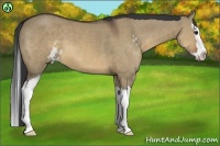 Horse Color:Brown Dun Sabino Splash 