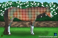 Horse Color:Plaid  Bay Rabicano 
