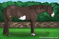 Horse Color:Liver Chestnut Frame 
