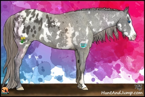 Horse Color:White Spotted Black Splash Frame Appaloosa