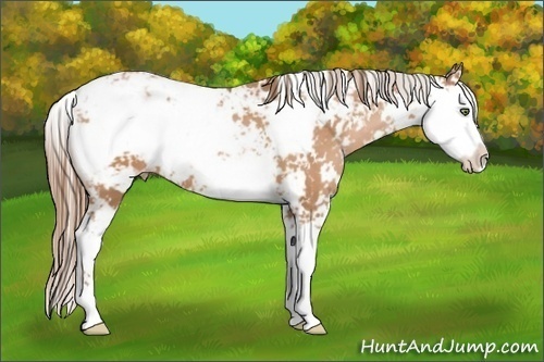 Horse Color:Bay Pearl Sabino
