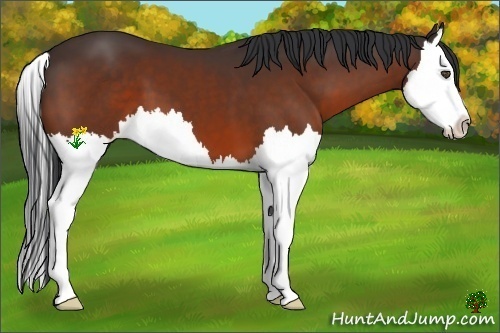 Horse Color:Bay Splash 