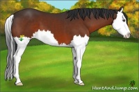 Horse Color:Bay Splash 