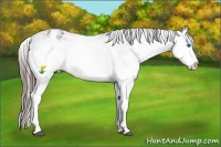 Horse Color:White Spotted Black Splash Varnish Rabicano 