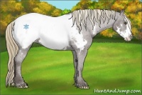 Horse Color:Liver Chestnut Splash Frame Snowcap 