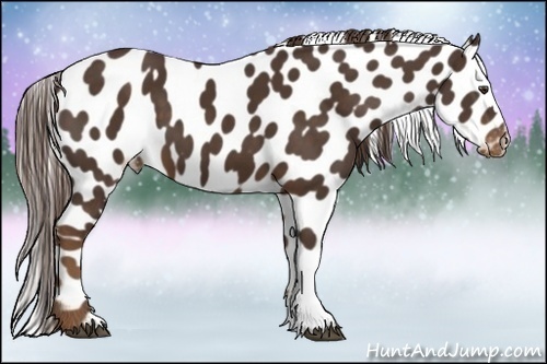 Horse Color:Liver Chestnut Appaloosa 