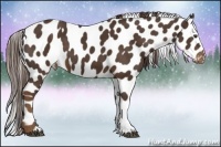 Horse Color:Liver Chestnut Appaloosa 