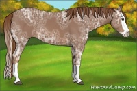 Horse Color:Chestnut Ice Splash 