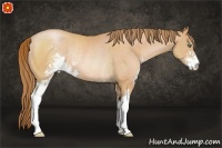 Horse Color:Bay Pearl Sabino Rabicano 