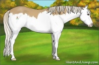 Horse Color:Palomino Splash 