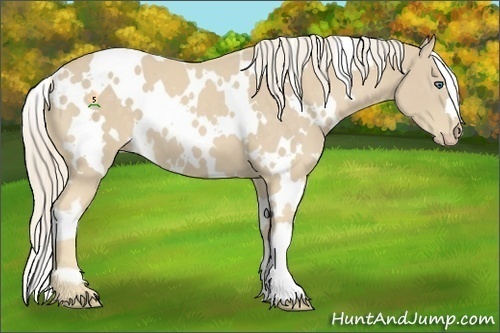 Horse Color:White Spotted Cremello 