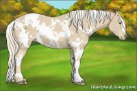 Horse Color:White Spotted Cremello 
