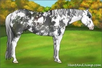 Horse Color:Black Sabino 