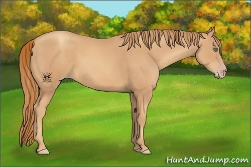 Horse Color:Gold Champagne 