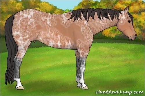 Horse Color:Unknown