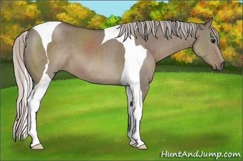 Horse Color:Silver Grullo Tobiano 