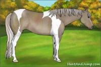 Horse Color:Silver Grullo Tobiano